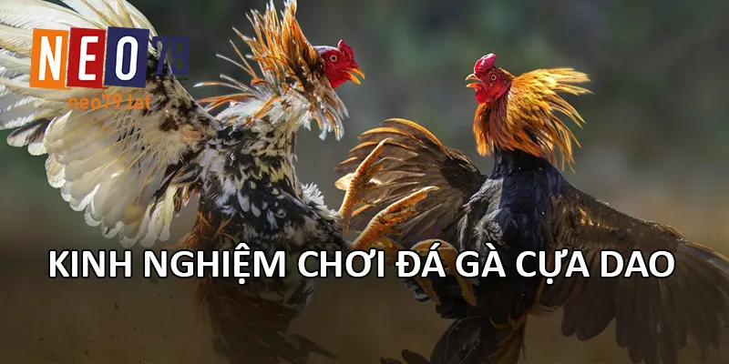 Kinh nghiệm chơi Đá Gà Cựa Dao