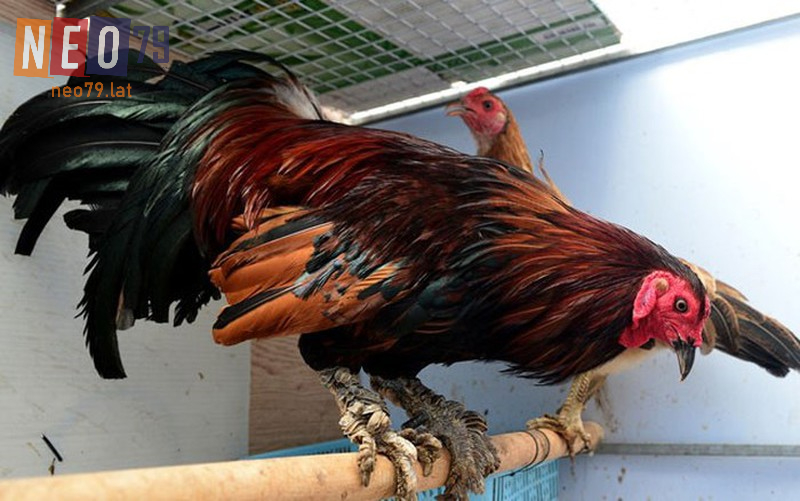 Top những vảy gà quý hiếm ai cũng muốn có