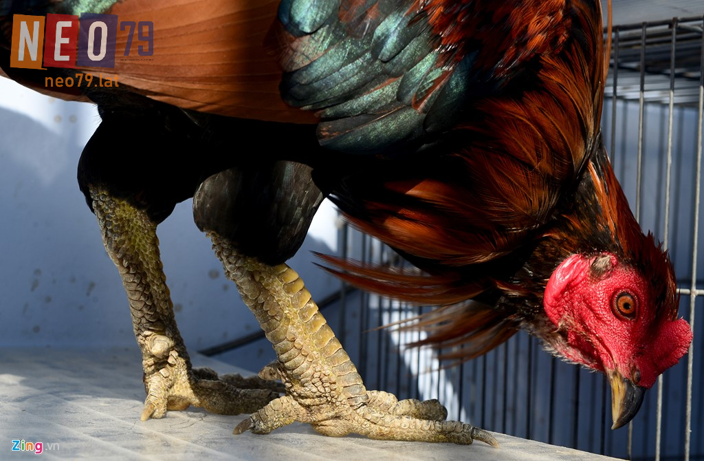 Tầm quan trọng của vảy gà quý