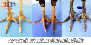 Những Vảy Gà Quý Hiếm